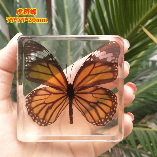 Shanye Butterfly Specimen Real Butterfly Butterfly Insect Animal Resin Specimen Box Natural Butterfly Ornament Photo Frame Decorative Fluorescent Yellow Brazilian Turtle