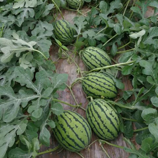 Ganmei 4K Watermelon Seeds Ganmei Watermelon Seeds Four Seasons High Yield Medium Mature Oval Dry Sand Pulp Thin Skin Watermelon Seeds Ganmei 20 capsules