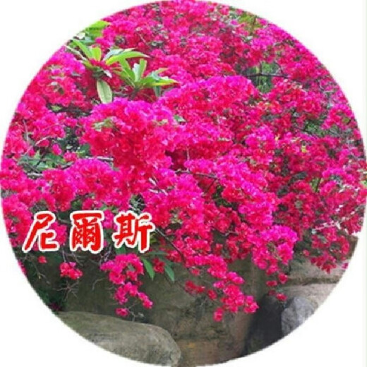 Bougainvillea seeds, Bougainvillea seeds, Bougainvillea flower seeds, Bougainvillea flower seeds, Potted Four Seasons Eight, Lansha 100 capsules