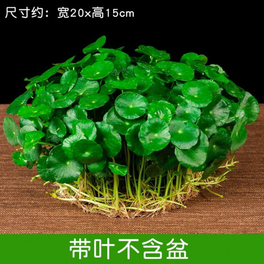 Xingan and copper money grass hydroponic potted indoor and outdoor flowers money grass green plants suck green plants flowers and plants copper money grass one pot without pot about 300 plants with leaves