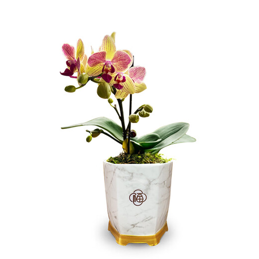 Liuge orchid orchid potted plant living room office flower butterfly orchid three-color bird with 1 flower sword with porcelain white basin source straight hair