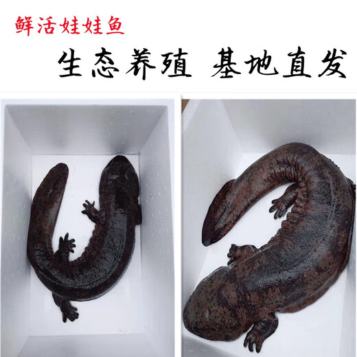 Fresh and live giant salamander delivered by SF Express to your home for edible aquatic products and seafood. 4 Jin Jin is equal to 0.5 kg of one fresh and live giant salamander.