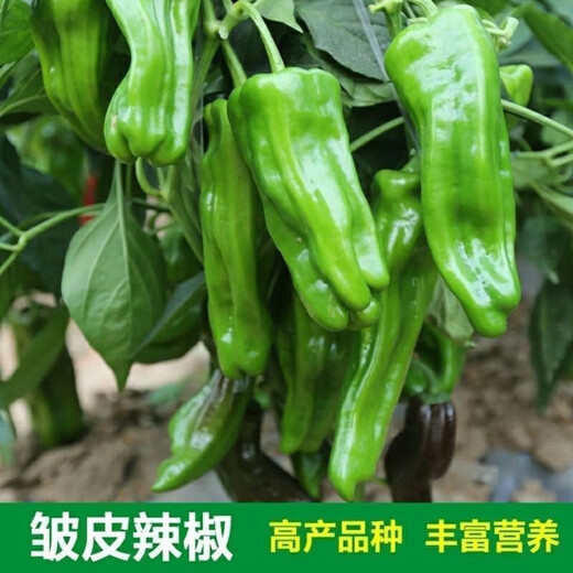 Thin-skinned green pepper seeds, early-maturing Zoupe-skinned green pepper seeds, suitable for potted planting in courtyards, terraces and balconies. Thin-skinned green pepper seeds, 5 packs, about 251 capsules.