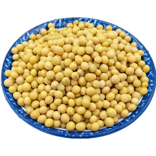 2023东北新货黄豆芽专用690极小粒黄豆纳豆小黄金豆 10斤装