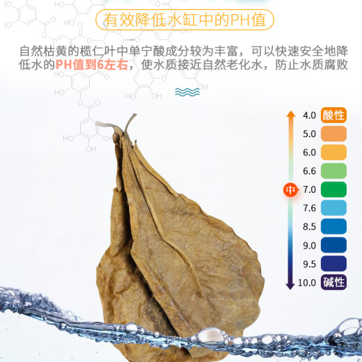 Hanhan Paradise large swath of Terminalia leaves 20 pieces of aquarium natural Terminalia leaves to reduce the pH value of the fish tank, aquarium acid reduction adjustment to improve water quality lazy leaves