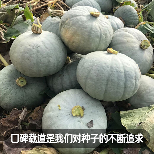 Fengming Yashi Xinjiang Silver Chestnut Pumpkin Seeds Chestnut Flavor Pumpkin Sweet Powder Waxy Spring Silver Chestnut Honey Pumpkin Seeds 20 capsules