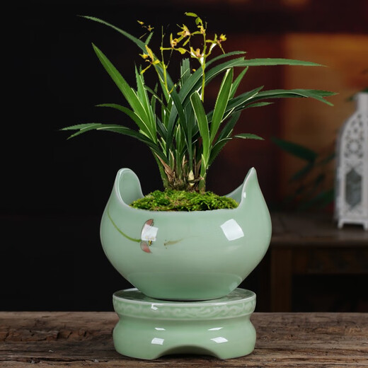 Yuxuantang Celadon Sukkulente Phalaenopsis Spezialblütenblüte mit Basis großgrößen Keramik Lazy Simple Spider Plant Orchidee Bonsai yy Pink Pflaumen Grün 719+ Lazy Base
