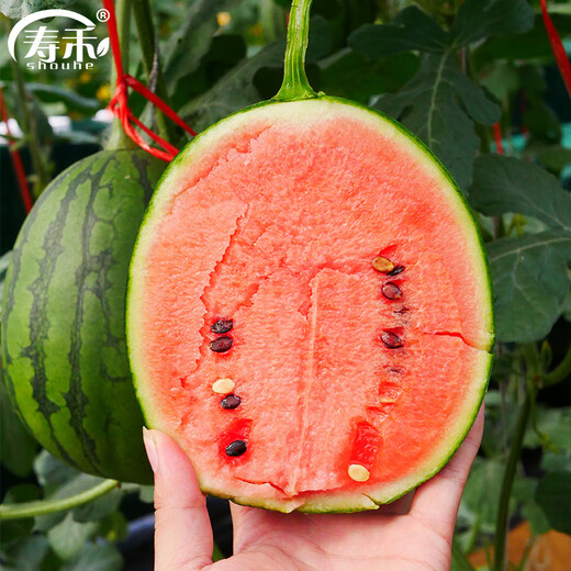 Shouhe small watermelon seeds, southern early spring ruby watermelon seeds, winter and spring sowing thin-skinned watermelon watermelon seeds (dry sand pulp) American 2k small watermelon seeds 20 pieces