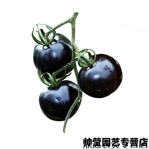 Chunzhiyun Black Crystal Special Tomato Seeds grow well and are transportable Black Tomato Small Tomato Cherry Tomato Vegetable Seeds Black Crystal 20 capsules