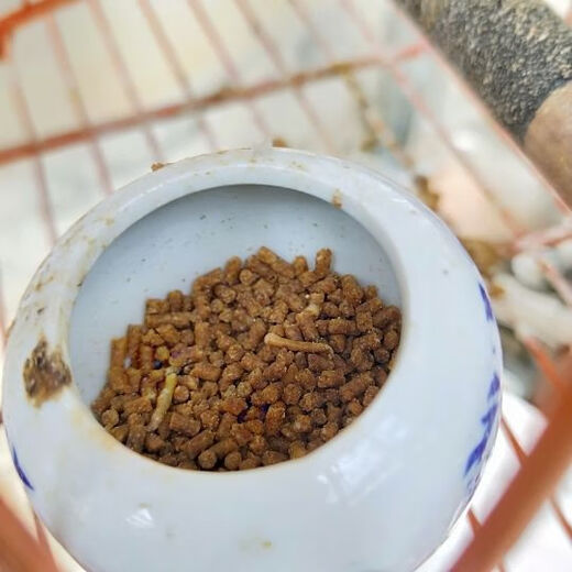 Special food for White-headed Owl, White-headed Bulbul tit, bird food, bird food, training snacks, White-headed Bulbul bird food 1 Jin Jin is equal to 0.5 kg