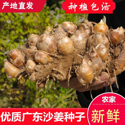 Shajiang seed ginger seedlings Guangdong fresh ginger Shajiang authentic Maoming Huazhou Nansheng electric white sand ginger seedlings 500g