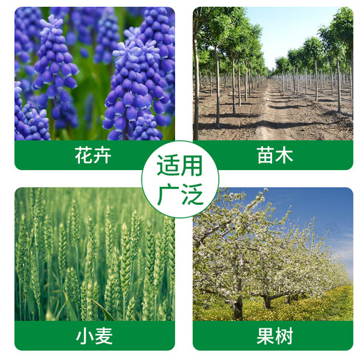 Guoguang Kangpu 30% pyraclostrobin tebuconazole wheat rose flower powdery mildew scab brown spot 100g