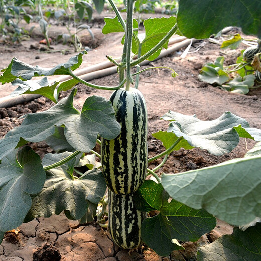 Zhongke Maohua vegetable and fruit seeds Bomei No. 9 melon seeds Huayang Boyang series Bomei 91 melon seeds 94 super sweet Bomei 91 melon seeds 2000 capsules