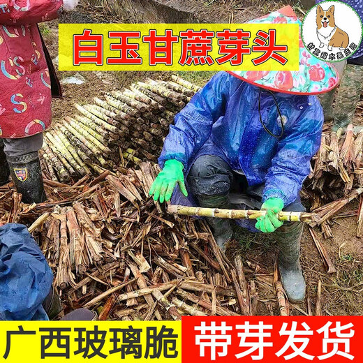 Asarum Guangxi Muge White Jade Sugar Cane Seeds Authentic Glass Crisp Seedlings Straight Hair From the Origin and Shipped with Buds 5 Roots