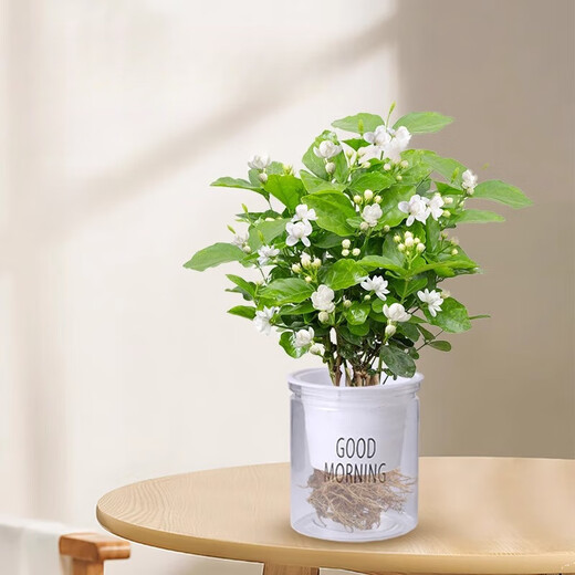 中梦茉莉花水培植物盆栽办公室内桌面懒人鲜花绿植九里香水养花卉 单发植物【茉莉花】10-12棵