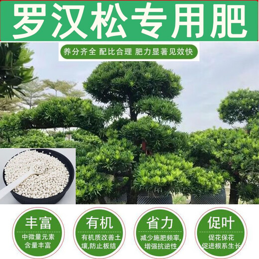 Special fertilizer for Podocarpus, organic fertilizer, compound fertilizer, base fertilizer, top-dressing fertilizer, water-soluble chlorophyll on the leaves for strong growth