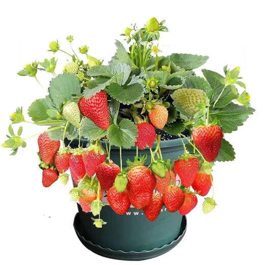 Jingyu Cream Big Strawberry Seedlings Potted Four-Season Strawberry Saplings Planted in the South and North will bear fruit in the same year. Cream Strawberry will bear fruit in four seasons. Cold-resistant and high-yielding seedlings. 12 ++pots+fertilizer.