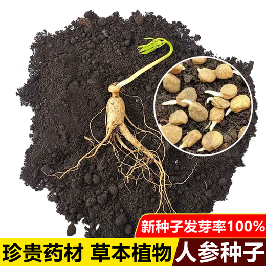 Changbai Mountain ginseng seeds, wild ginseng seeds, easy to grow Chinese medicinal materials in all seasons, easy to live indoor flower pots, ginseng seeds, shipped without buds, selected 1 small bag, about 20 capsules