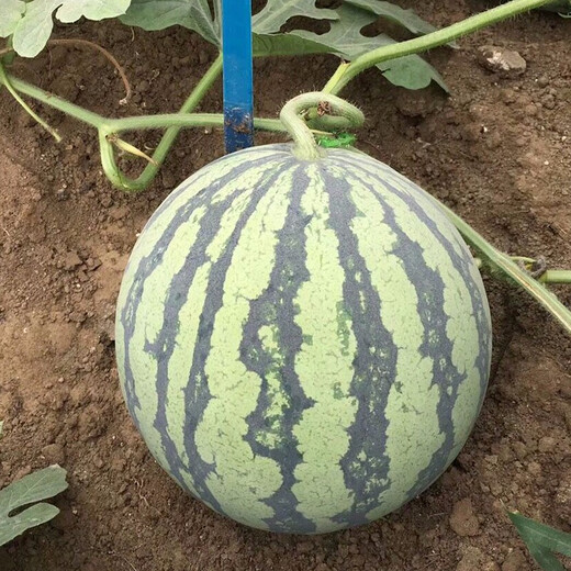 Zhongke Maohua vegetable and fruit seeds Jinmeidu watermelon seeds improved 8424 Kirin melon high purity Zhejiang Meidu watermelon seeds Jinmeidu 2000 capsules/box special for seedlings