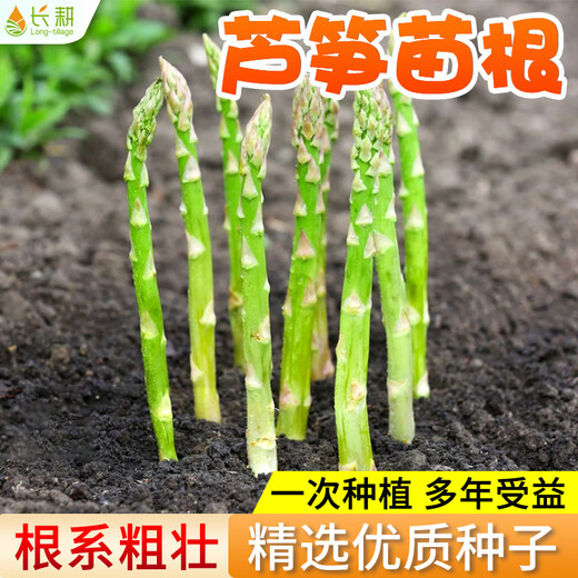 Long-cultivation asparagus seeds, asparagus seed root seedlings, easy to grow, easy to grow potted plants, perennial vegetable seeds for balcony planting in all seasons, green asparagus seeds 10g, about 500 capsules/field planting