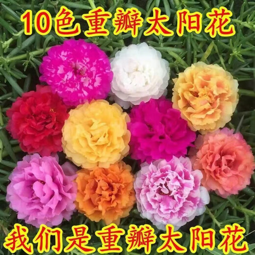 重瓣太阳花种子多层四季太阳花特大花盆栽易活太阳花景观开花不断 重瓣太阳花种子【粒粒精选】 易种植收芽快【15888粒】
