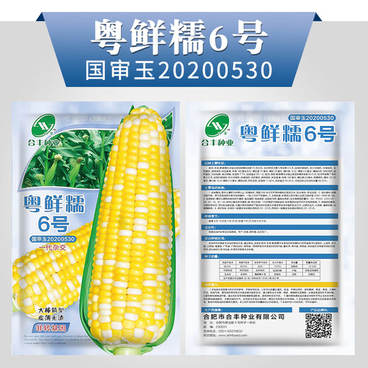 GJXBP early-maturing Zhengdan 958 hybrid field corn seeds, seed feed, fruit corn seeds, Guangdong Xiannuo No. 6/one mouthful of juice/100g national