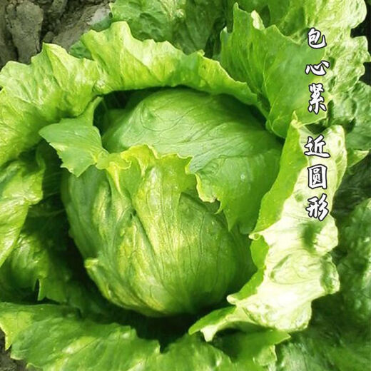 Sweet and crispy lettuce lettuce, hamburger lettuce seeds, crispy and refreshing, raw lettuce seeds, potted four-season farm vegetables, original crispy and tender lettuce, 10 packs/about 20,000 pieces Song Dynasty