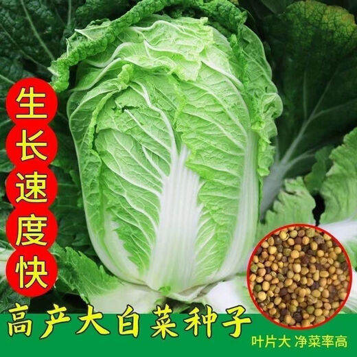38 Jin Jin is equal to 0.5 kg. Overwintering Chinese cabbage seeds Shandong Chinese cabbage seeds. Chinese cabbage seeds are disease-resistant and high-yielding. Leafy cabbage. Original 5 packs (about 5000 grains) + Songpin. 38 Jin Jin is equal to 0.5 kg. Winter storage Chinese cabbage seeds.