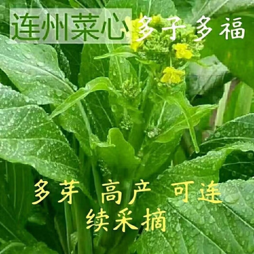 多枝多芽菜心种多子多福甜菜心种广东菜芯菜苔籽蔬菜种春秋四季 精选3888粒成活率98%好吃 超高发芽率【超多枝芽】多籽多福
