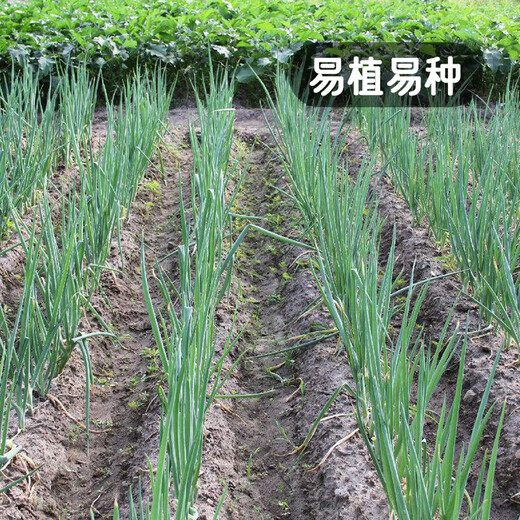Fengming Yashi single-rooted shallot seeds field planting four-season balcony seeds potted single-rooted delicate shallot seeds 10g