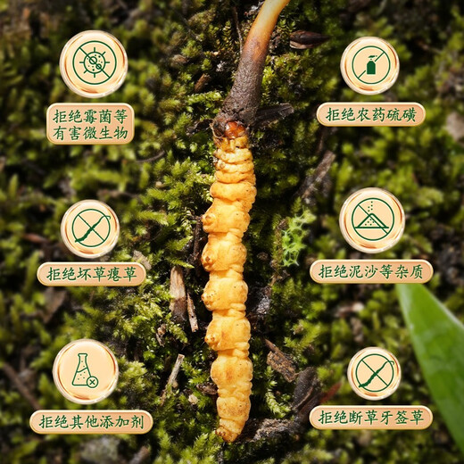 圣迪康藏2025年头茬新鲜冬虫夏草鲜虫草冷鲜空运送礼自用滋补礼品 0.6克/根 20根装