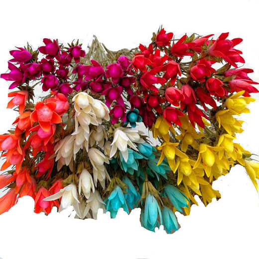 AIMAN Yunnan dried flower bouquet natural real flowers octagonal flower magnolia flower small lily living room decoration soft furnishing matching blue (1 bouquet of 30 flowers free of charge)