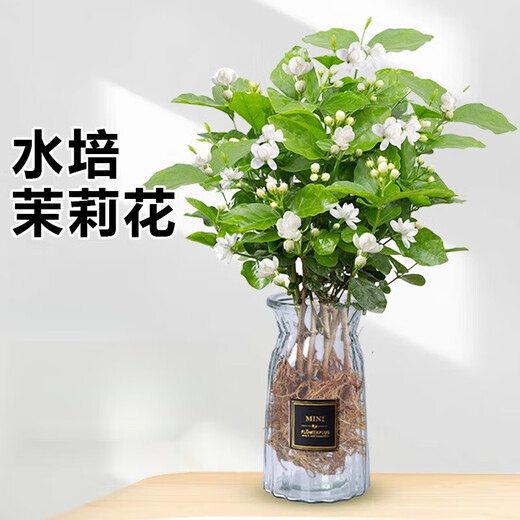 中梦茉莉花水培植物盆栽办公室内桌面懒人鲜花绿植九里香水养花卉 单发植物【茉莉花】10-12棵