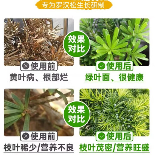 Special fertilizer for Podocarpus, organic fertilizer, compound fertilizer, base fertilizer, top-dressing fertilizer, water-soluble chlorophyll on the leaves for strong growth