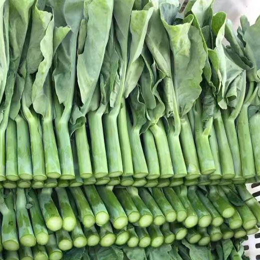 Xiangbin kale seeds kale field open-air planting in spring, summer, autumn and winter sowing pot seeds Guangdong vegetable seeds white flower willow leaf kale seeds 2000 original 10 packs