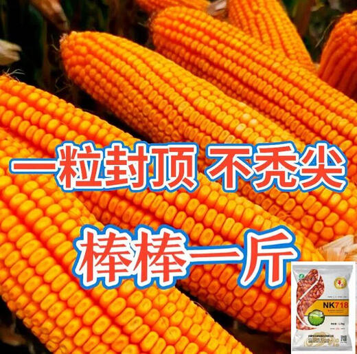 
NK718 corn seeds with high yield, short rods, double sticks, rice, south and north, drought resistance, Yunnan, Guizhou, Sichuan corn. New seeds are original NK718 [1.5 Jin [Jin equals 0.5 kg]] 1 bag of non-picking sticks. New seedlings are mature and not bald.