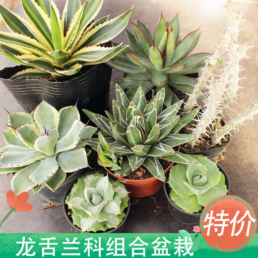 多肉龙舌兰 龙舌兰组合小盆栽大型多肉植物新手客厅装饰庭院绿植 泷之白丝16cm 裸根不带土