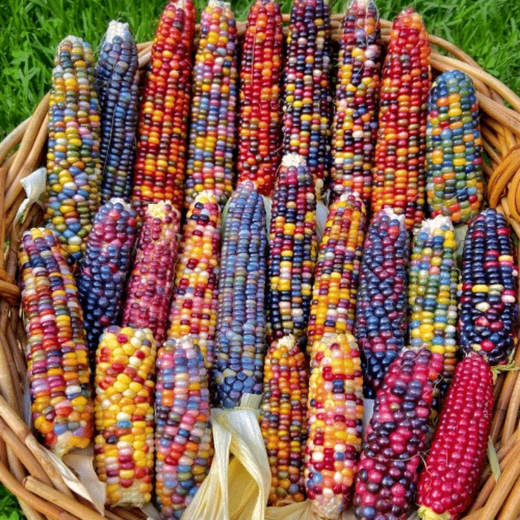 Colorful glazed corn seeds, blood-streaked corn, cultural gemstones, corn ornamental corn seed pendants, accessories, Bodhi, colorful corn seeds, randomly mixed colors, 20 grains*3 packs