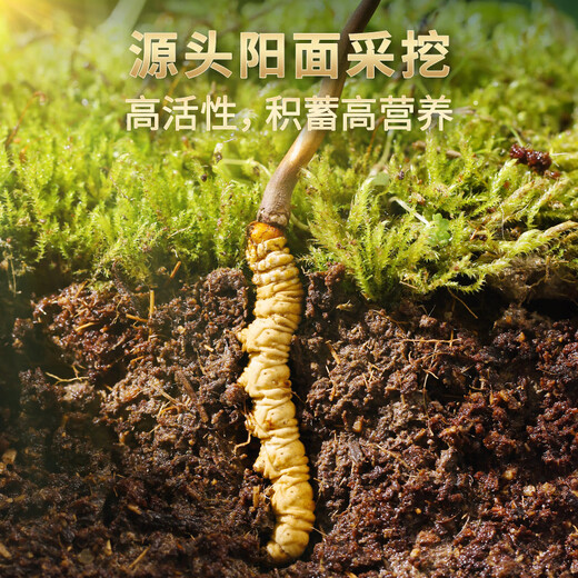 源江草冬虫夏草 高海拔新干虫草礼盒装 虫草滋补营养品送长辈 4根/克20根