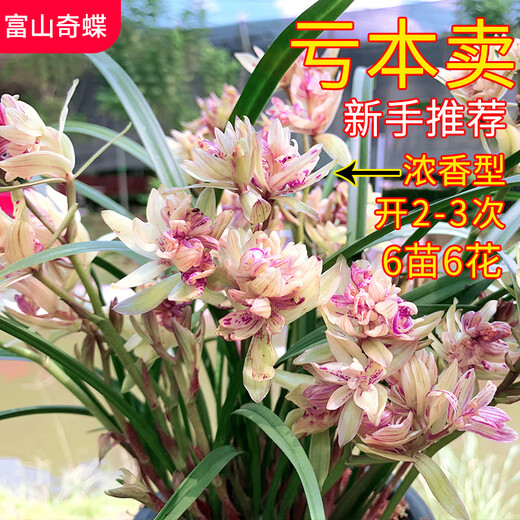 HUANGGUANNENG Orchid Seedlings, Jianlan Xiaomei Garden, Rich Fragrance, Fushan Butterfly, Red Lotus Petals and Red Moon, 6 conjoined seedlings shipped with bare roots