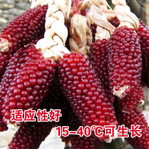 Strawberry, fruit, corn seeds, pineapple, corn seeds, whole season planting of ornamental vegetables in the field, wholesale of corn seeds, strawberry corn seeds 20g, packed