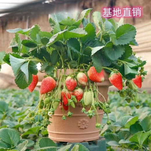 Jingyu Cream Big Strawberry Seedlings Potted Four-Season Strawberry Saplings Planted in the South and North will bear fruit in the same year. Cream Strawberry will bear fruit in four seasons. Cold-resistant and high-yielding seedlings. 12 ++pots+fertilizer.
