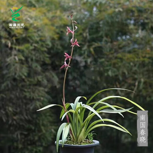 Wengyuan orchid ink orchid old species Nanguo Chunxiao flowers and leaves double art strong fragrance type diligent flower bud red flower green round potted plant Nanguo Chunxiao 2 seedlings large strong seedlings simple pot soil