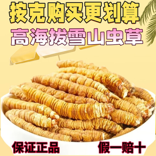 Authentische tibetische Gegend naqu großes gebrochenes Gras frisch cordyceps sinensis gebrochenes gras cordycep