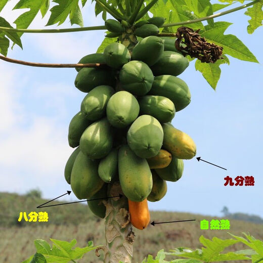 Dwarf papaya seedlings, fruit papayas, red-fleshed papaya seedlings, large green papaya seedlings that bear fruit in all seasons of the year, potted courtyard, 4 dwarf papaya seedlings (10 cm high), free reissue after receiving dead seedlings (with cups and leaves)