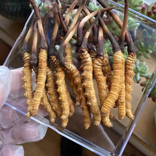 西藏直发正宗高海拔新鲜冬虫夏草2025年头茬精选鲜虫草高档滋补品 新鲜大断草50克装【营养价值高】