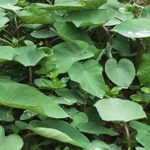 Water taro seedlings Chongqing farmers' home-grown water taro seedlings fresh powdery glutinous water taro seedlings are dug and grown now