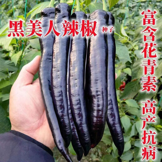 Wangyuanxing black pepper seeds beauty pepper purple skin pepper seeds purple screw pepper four seasons spring and autumn Hangzhou pepper extra spicy king black pepper seeds 1 pack about 300 +