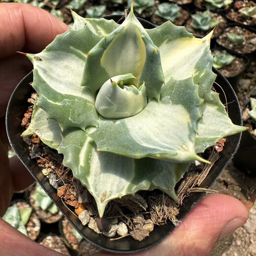 迎虞花苑  王妃雷神白中斑 龙舌兰科多肉植物小盆栽 变异花卉植物好养大 白中斑4-6厘米【3颗