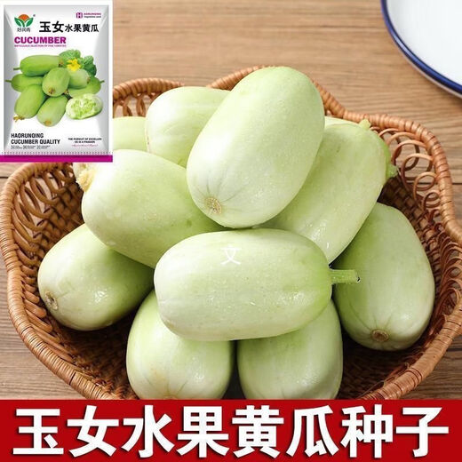 Jade Girl Fruit Cucumber Seeds Mini Small Cucumber Seeds Eat Raw Crisp and Sweet Without Residues for Spring and Autumn Planting Balcony Pot Seeds - Mouthful Juice Jade Girl Cucumber Seeds Pack of About 5 Original New Products - New Seeds 1 Bag (50 Tablets) Song Fertilizer